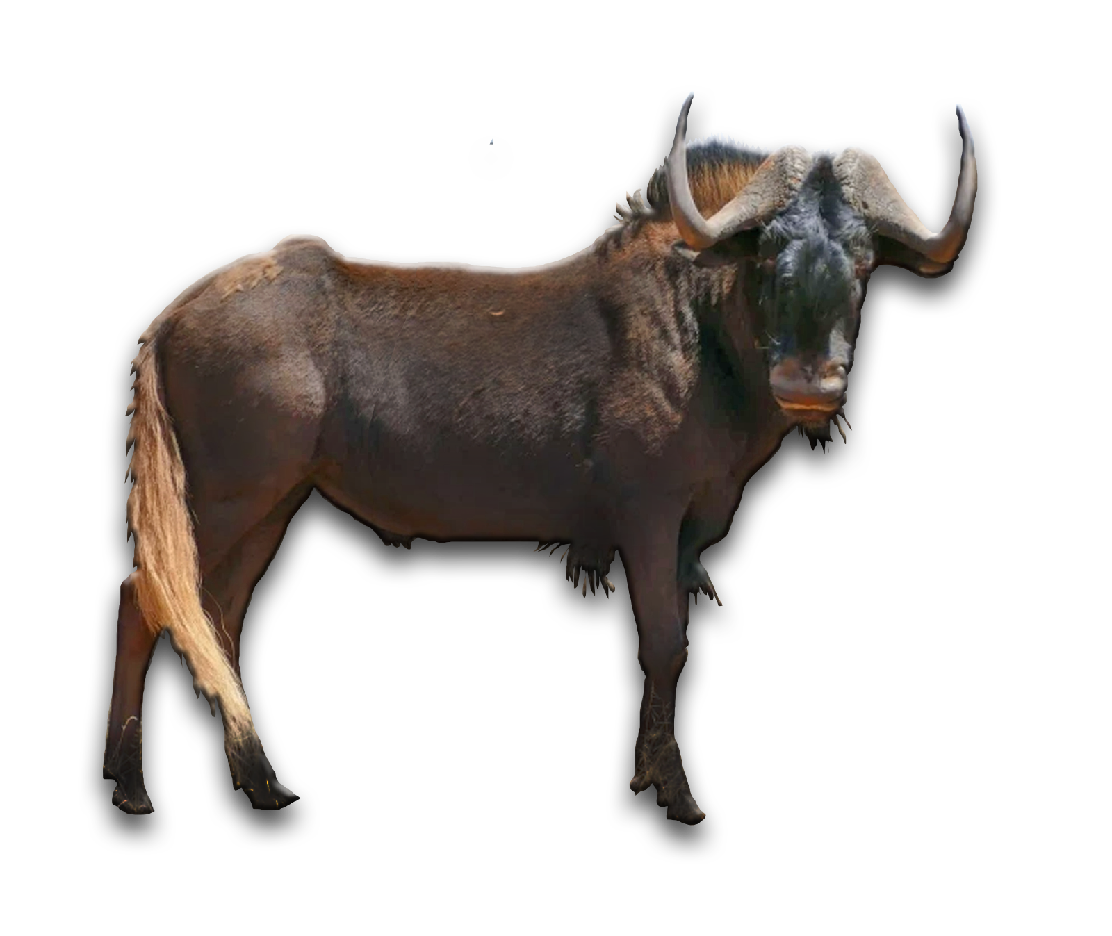 /Black%20Wildebeest