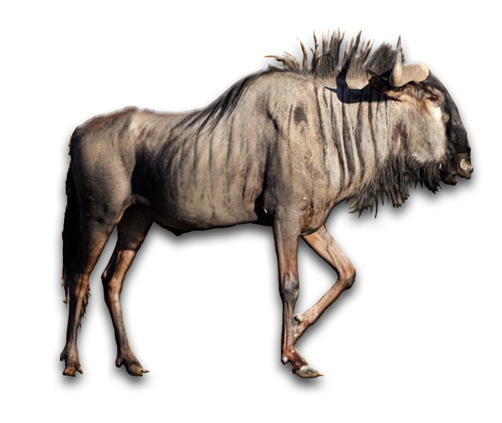 /Blue%20Wildebeest