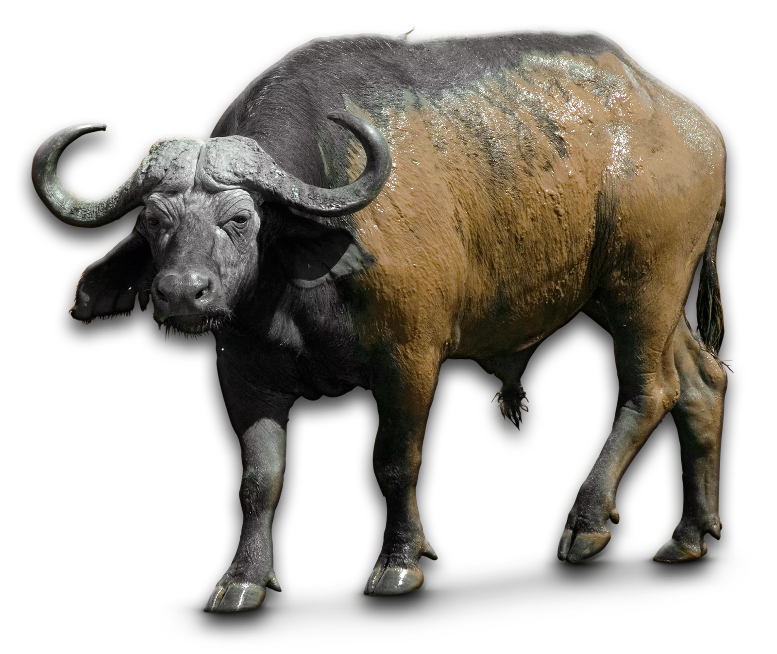/African%20Buffalo