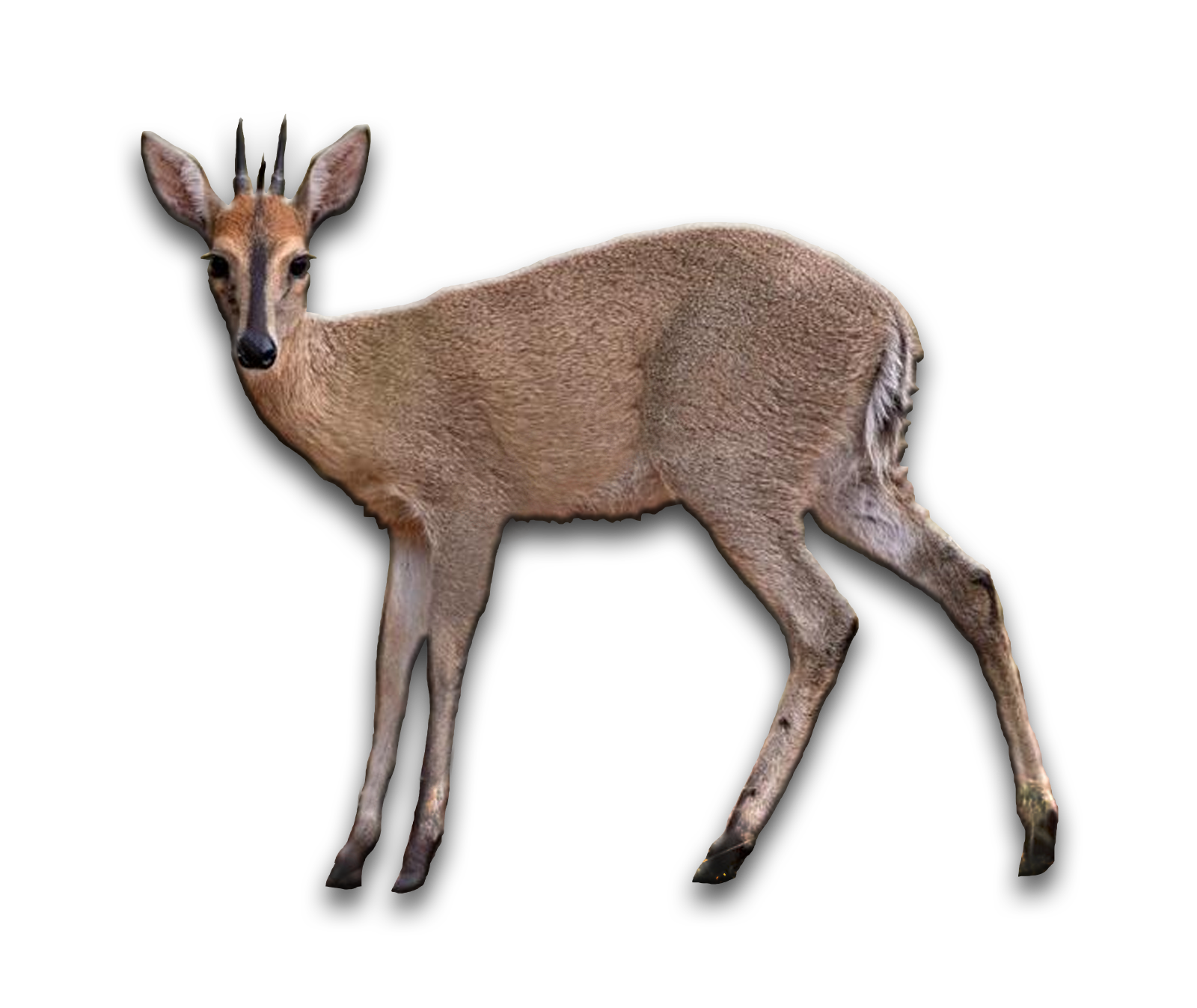 /Grey%20Duiker