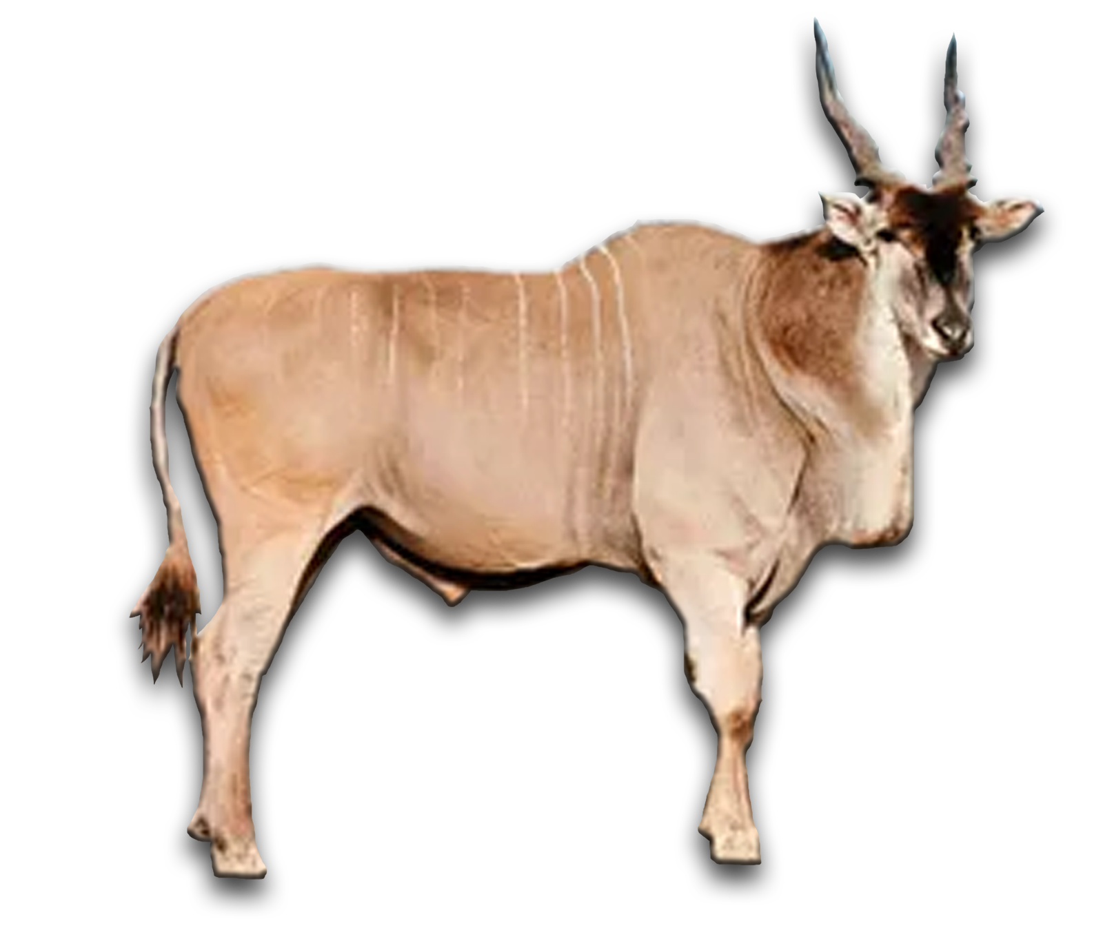 /Cape%20Eland
