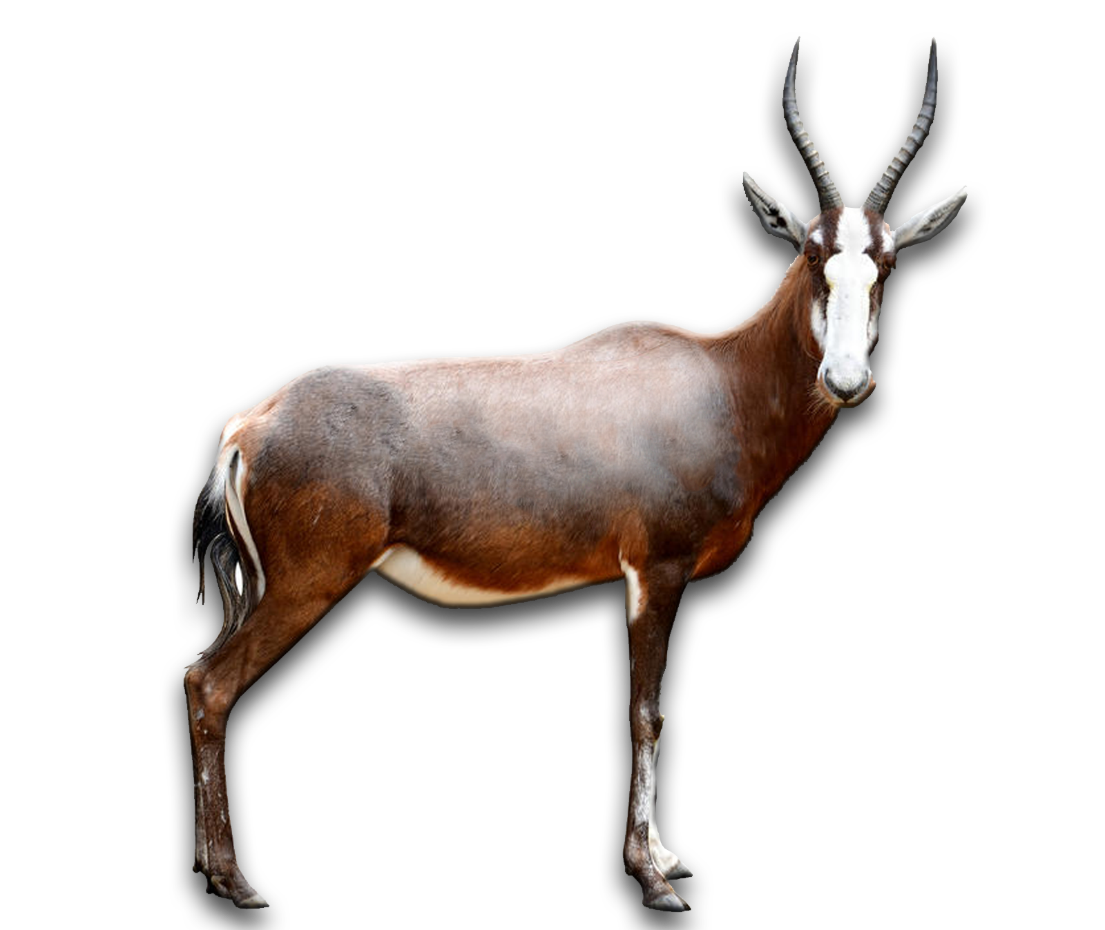 /Blesbuck