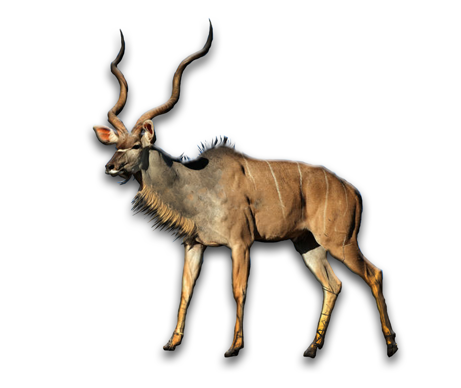 /Kudu