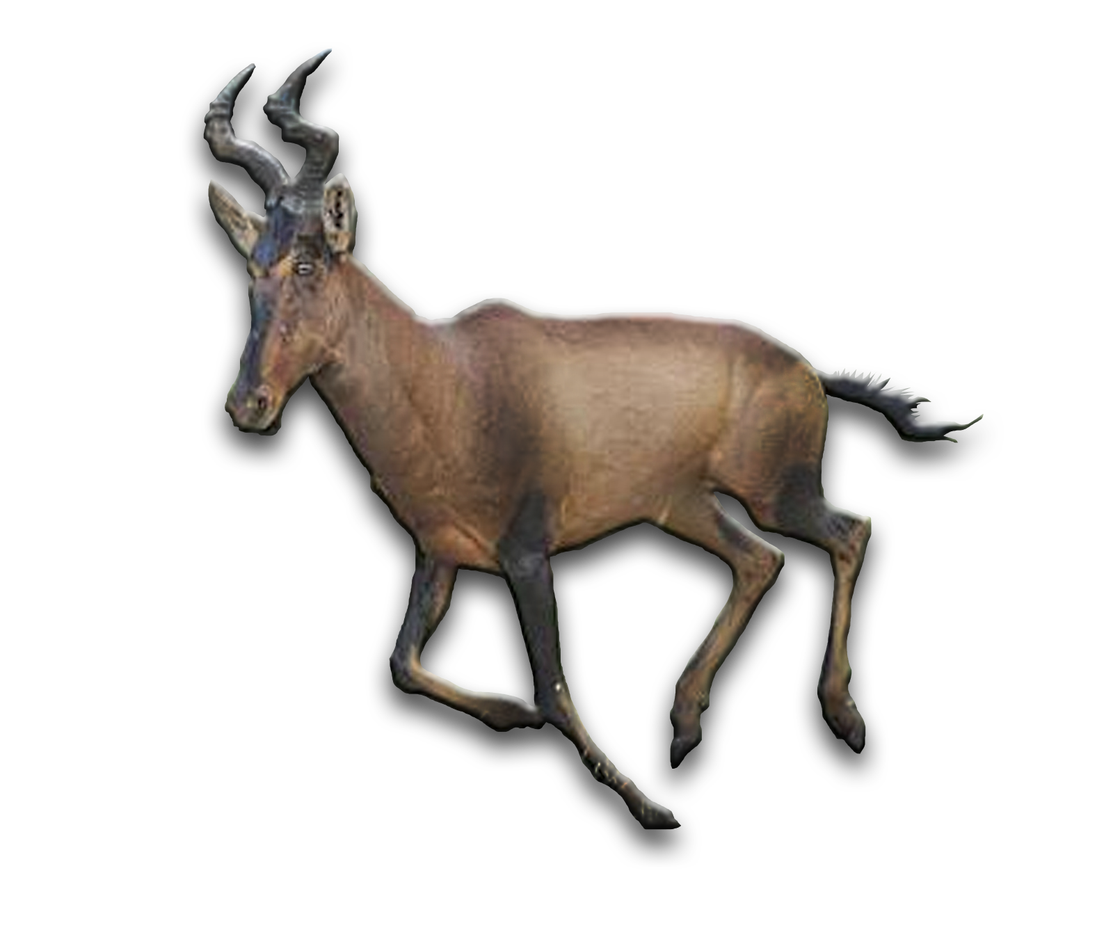 /Red%20Hartebeest