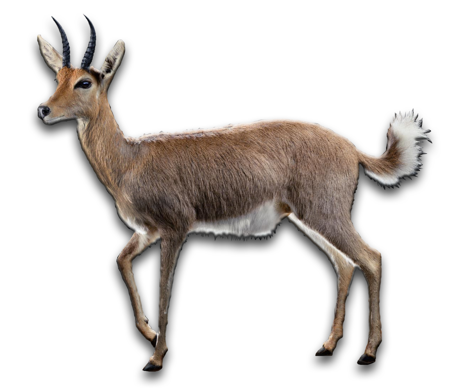 /Reedbuck