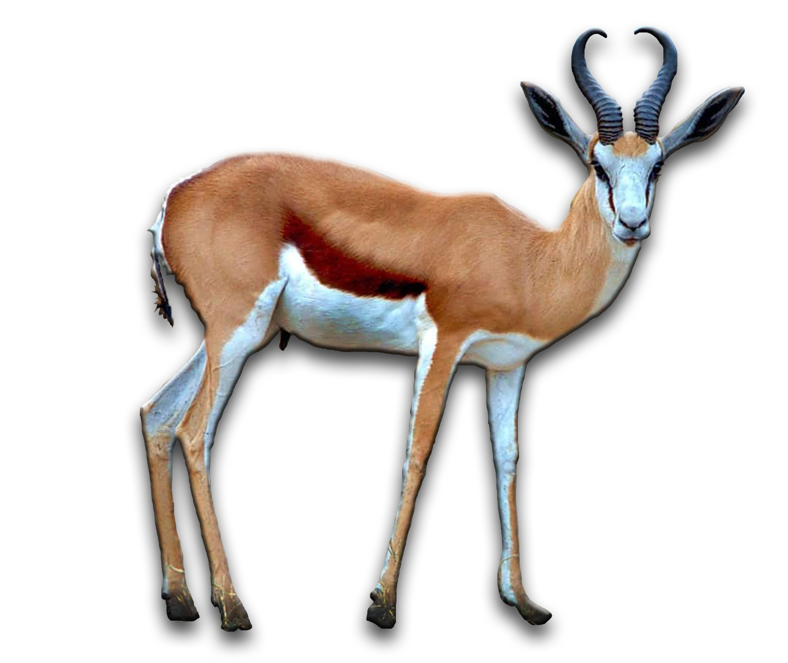 /Springbuck