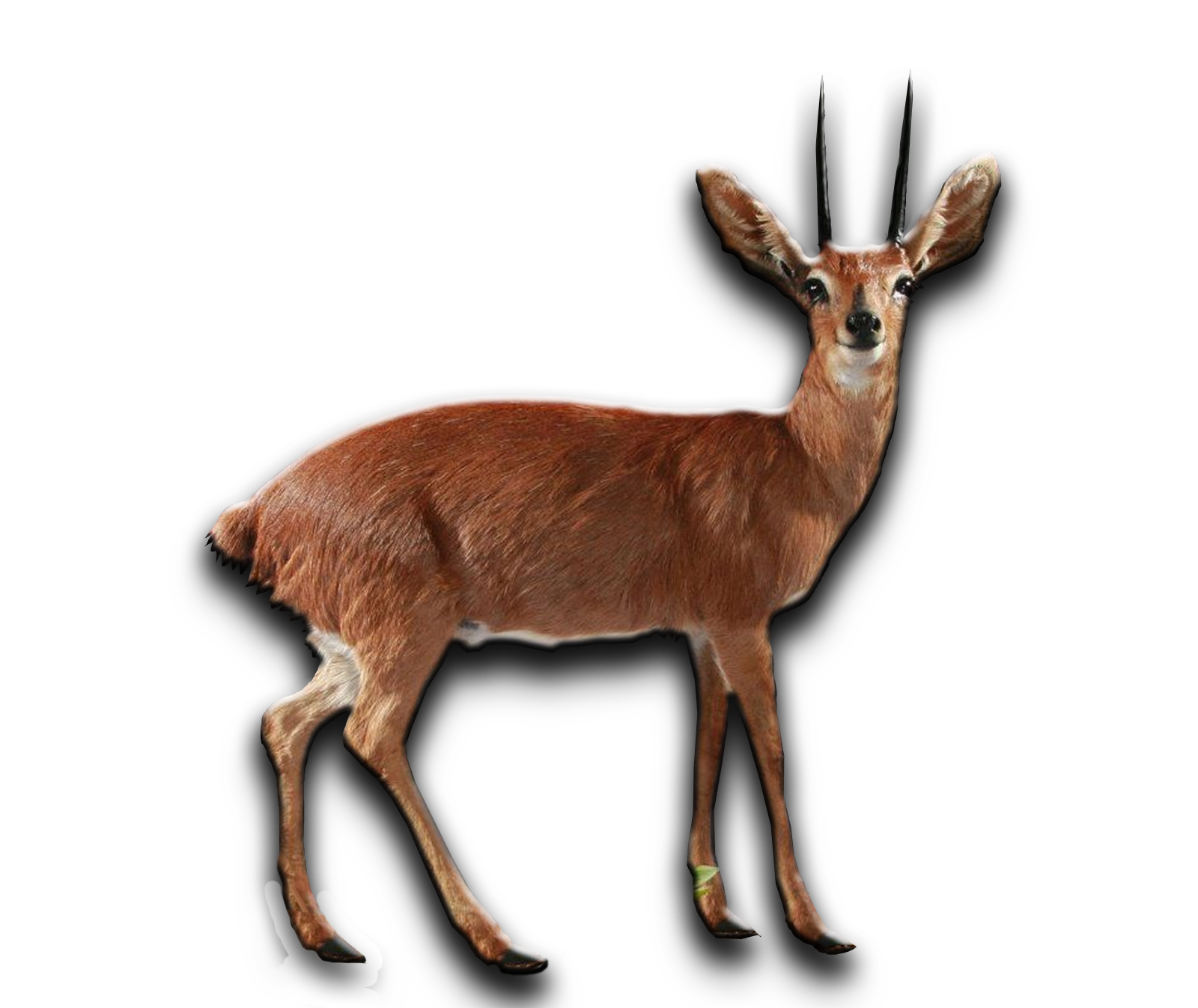 /Steenbuck