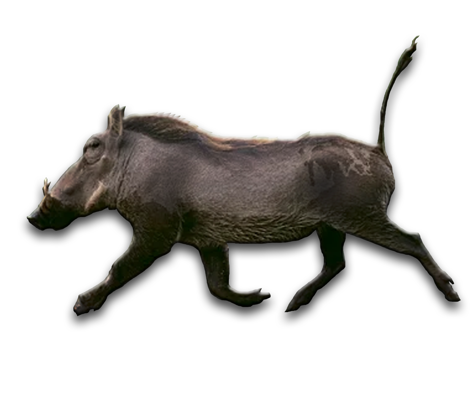 /Warthog
