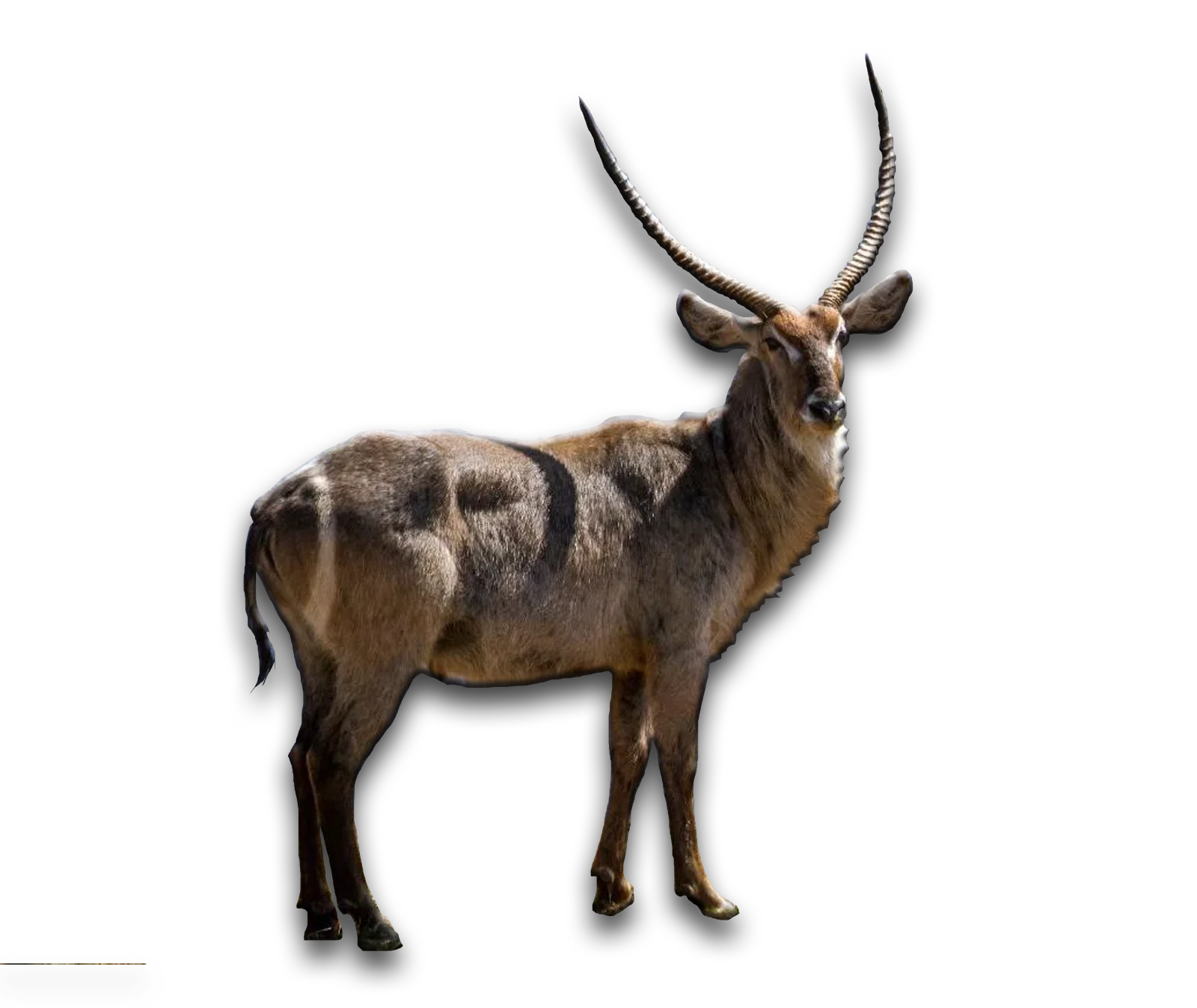 /Waterbuck