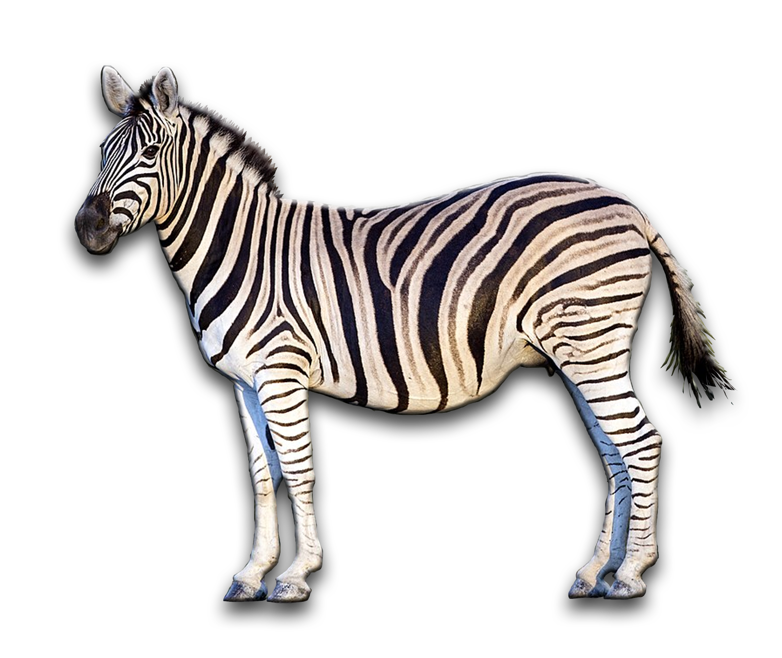 /Zebra